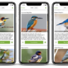 Merlin Bird ID – Free, instant bird identification help and guide for thou
